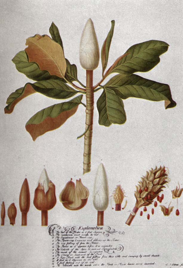 Magnolia Altissima